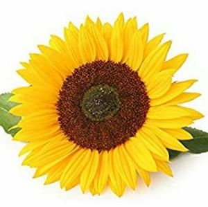 Meet your Posher, Isis